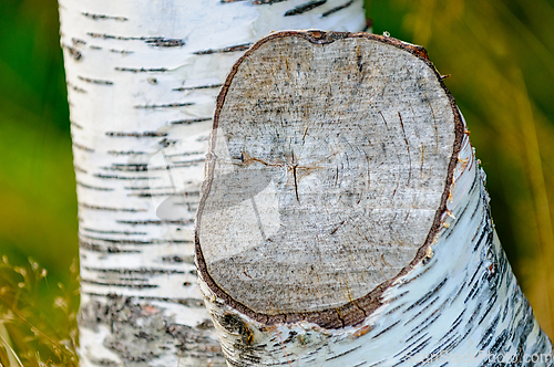Image of Close-up view of freshly cut birch tree stump showcasing natural