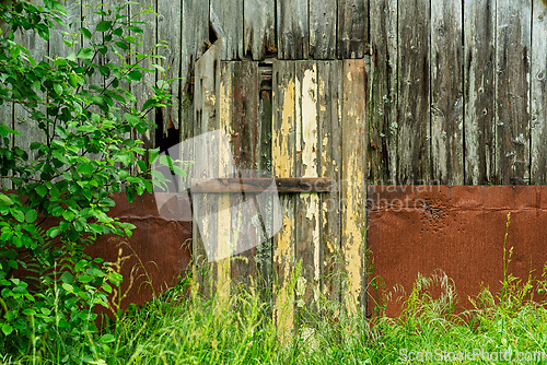 Image of Weathered door against rustic wooden wall surrounded by overgrow