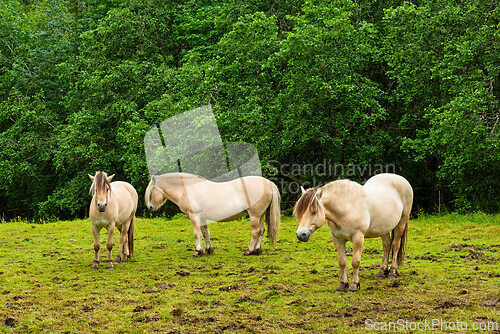 Image of Three horses grazing peacefully in a lush green field surrounded