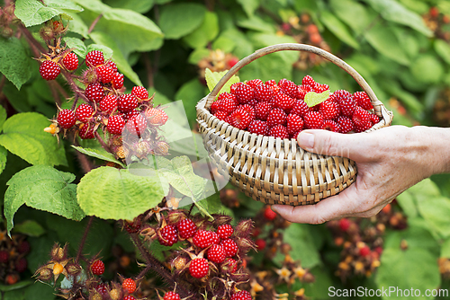 Image of Raspberry wineberries