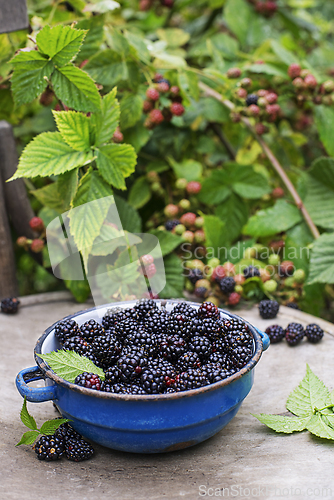 Image of Blackberry