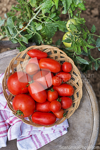 Image of Tomato harvest