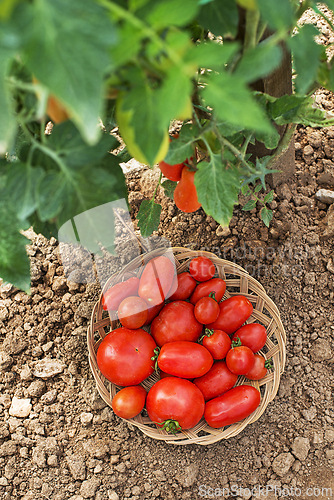Image of Tomato harvest