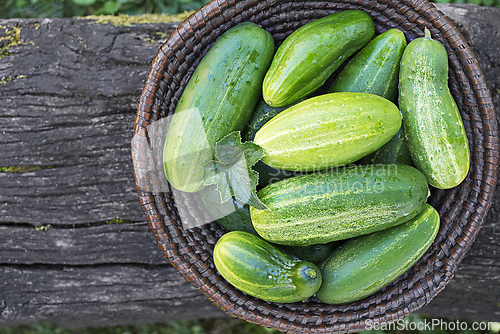 Image of Cucumber harvest