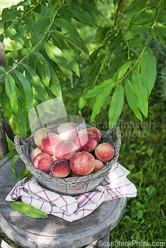 Image of Peaches