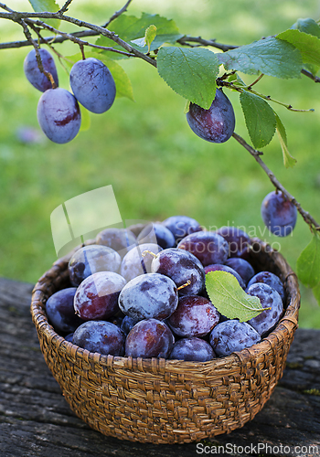 Image of Plums fruit harvest
