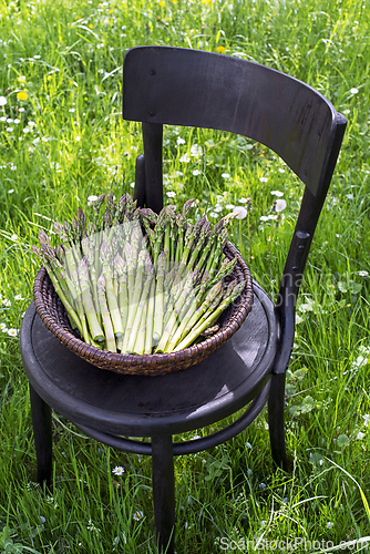 Image of Asparagus harvest