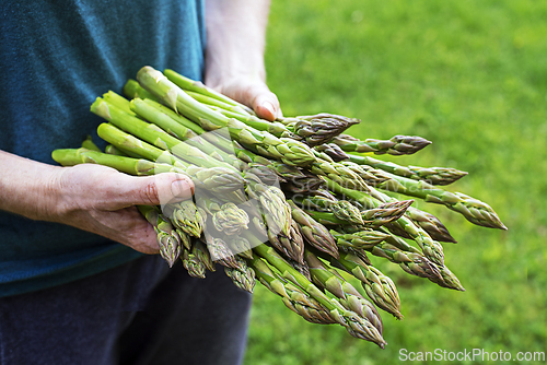 Image of Asparagus 