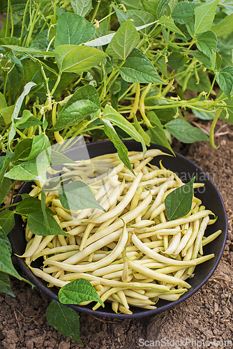Image of String beans