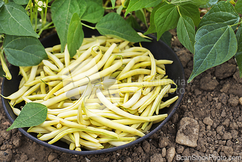 Image of String beans