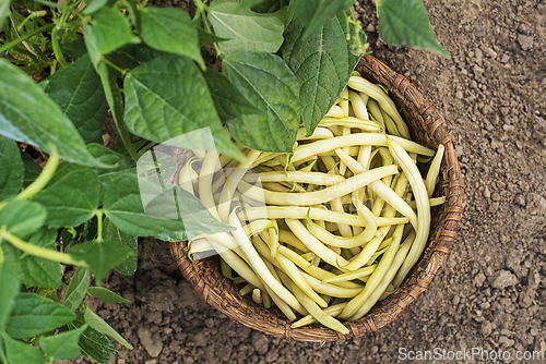 Image of Yellow string beans