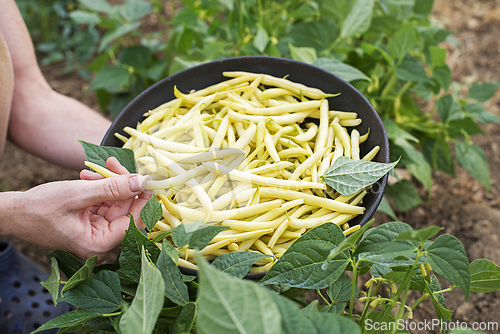 Image of Yellow string beans