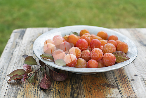 Image of Red plum