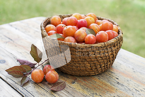 Image of Red plum