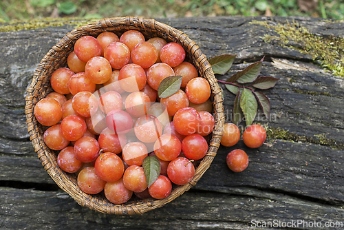 Image of Red plum