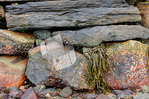 Image of Rock formations and seaweed found along the coastal shoreline du