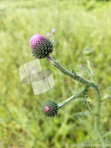 Image of Cirsium vulgare flower