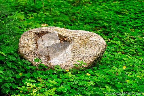 Image of Natural stone surrounded by lush green foliage in a serene fores