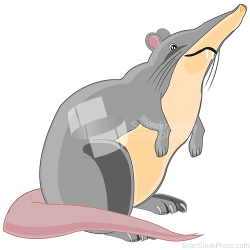 Image of Wildlife nutria on white background is insulated