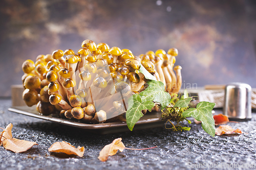 Image of beautiful autumn honey fungus, raw mushrooms
