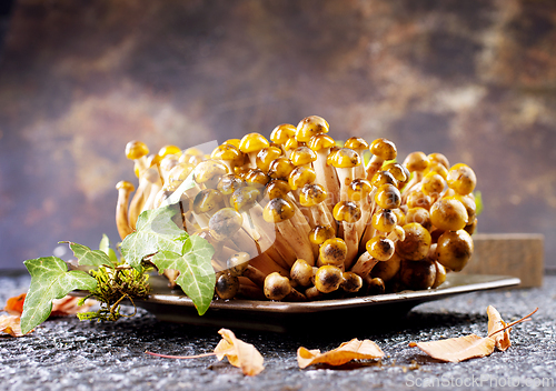 Image of beautiful autumn honey fungus, raw mushrooms
