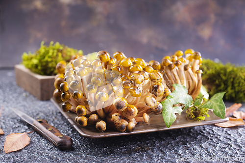 Image of beautiful autumn honey fungus, raw mushrooms