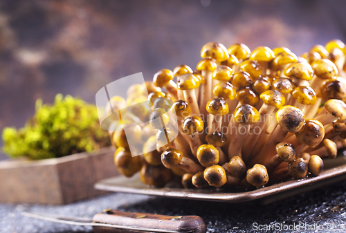 Image of beautiful autumn honey fungus, raw mushrooms