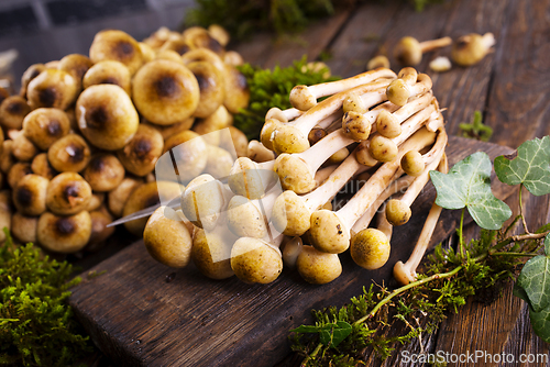 Image of beautiful autumn honey fungus, raw mushrooms