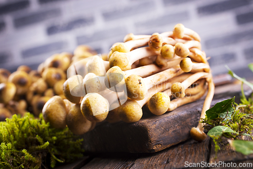 Image of beautiful autumn honey fungus, raw mushrooms