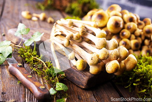 Image of beautiful autumn honey fungus, raw mushrooms