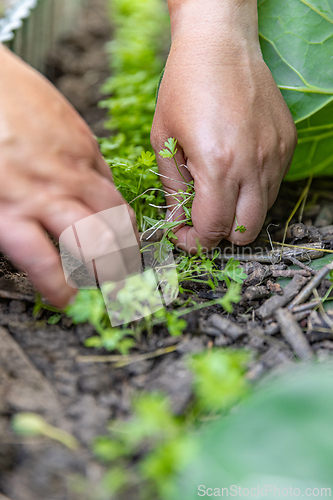 Image of Farmer harvesting fresh parsley