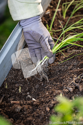 Image of Gardener planting spring onions