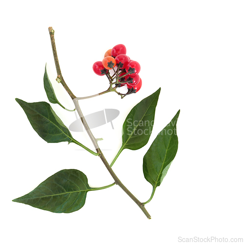 Image of Deadly Nightshade Plant with Red Berries