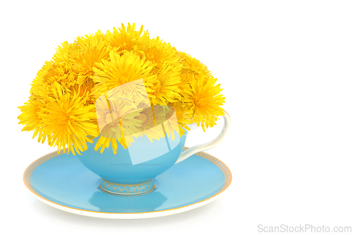 Image of Dandelion Flower Surreal Arrangement in Tea Cup   