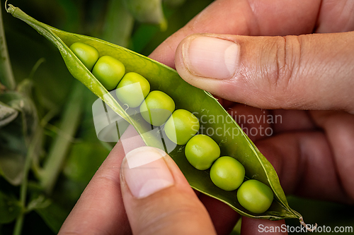 Image of Farmer holding freshly picked green pea pod