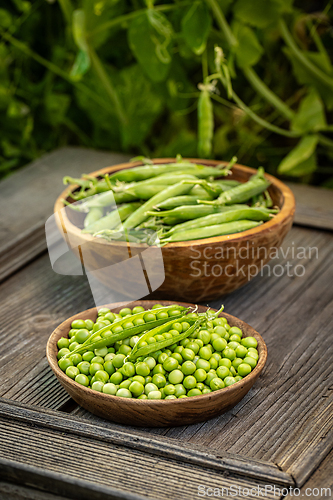 Image of Fresh, ripe green peas