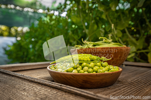 Image of Freshly harvested green peas