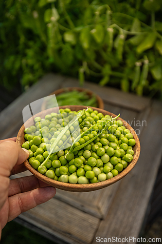 Image of Freshly picked green peas in garden