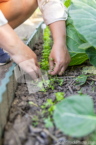 Image of Female farmer weeding a vegetable garden