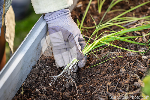 Image of Gardener planting spring onions in fertile soil