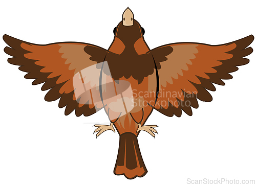 Image of Flying bird type from below on white background is insulated