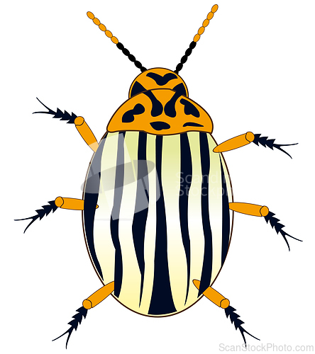 Image of Insect potato bug on white background is insulated
