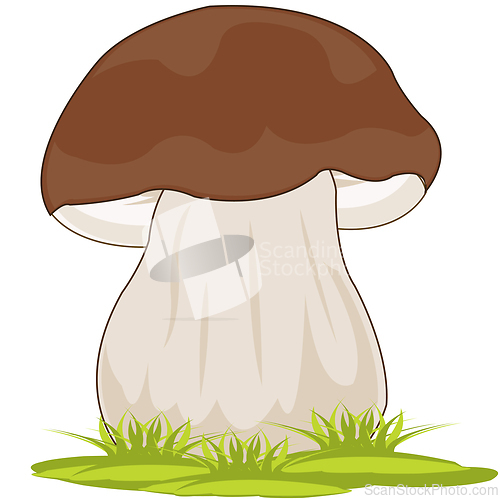 Image of Boletus mushroom on white background is insulated