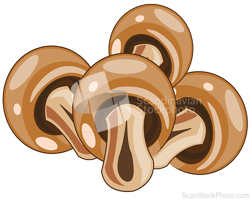 Image of Champignon mushroom on white background is insulated