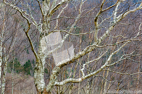 Image of Winter landscape features a bare tree with intricate branches ag