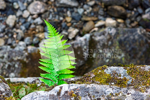 Image of Vibrant green fern growing on rocky surface near riverbank in na