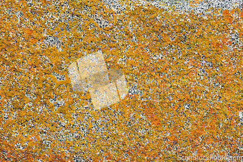 Image of Detailed close-up of textured surface covered with vibrant orang