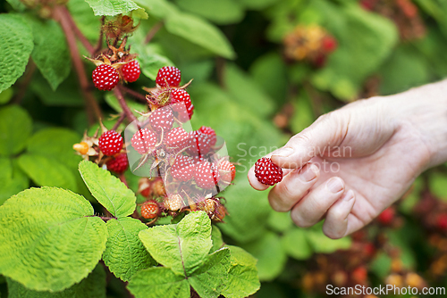 Image of Raspberry wineberries