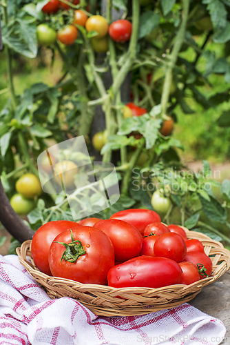Image of Tomato