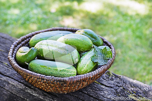 Image of Cucumber